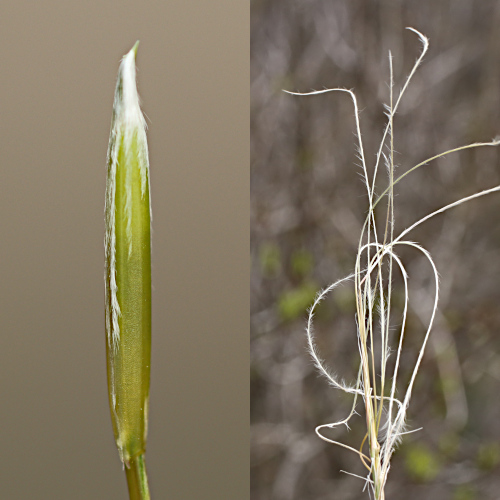 Gewöhnliches Federgras / Stipa pennata