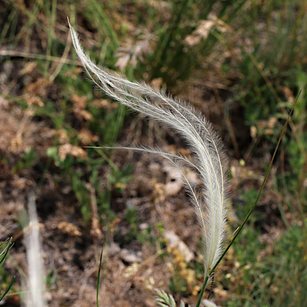 Gewöhnliches Federgras / Stipa pennata
