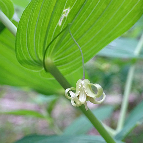 Knotenfuss / Streptopus amplexifolius