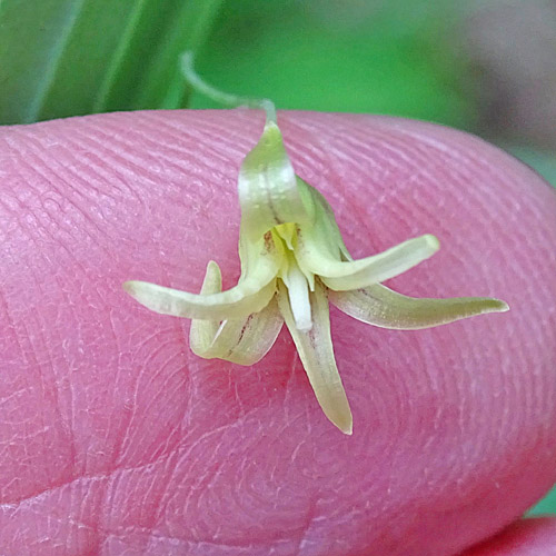 Knotenfuss / Streptopus amplexifolius