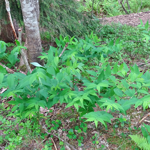 Knotenfuss / Streptopus amplexifolius