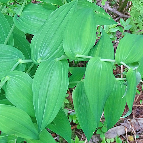 Knotenfuss / Streptopus amplexifolius