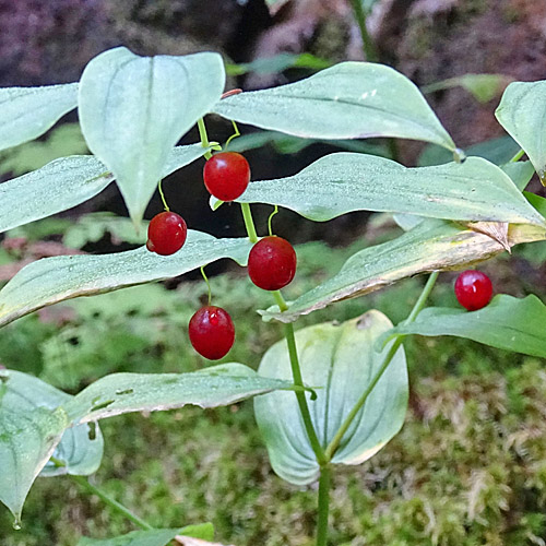 Knotenfuss / Streptopus amplexifolius