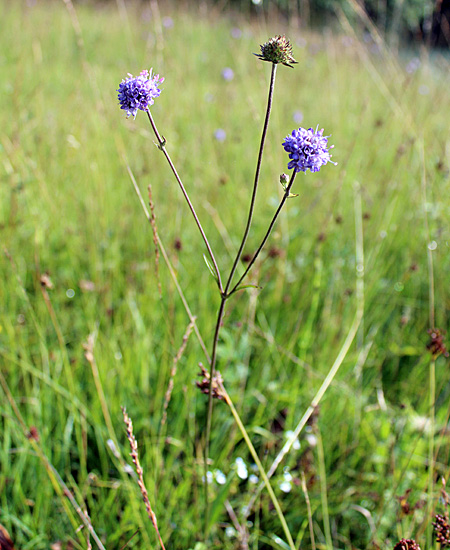 Abbisskraut / Succisa pratensis