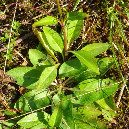 Abbisskraut / Succisa pratensis