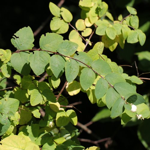 Schneebeere / Symphoricarpos albus