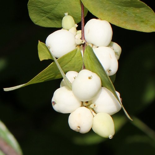 Schneebeere / Symphoricarpos albus