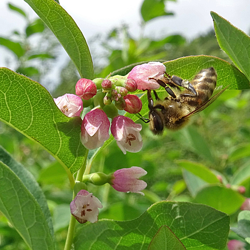 Schneebeere / Symphoricarpos albus