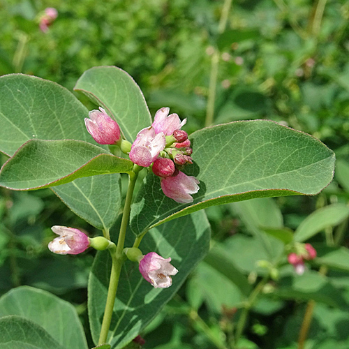 Schneebeere / Symphoricarpos albus