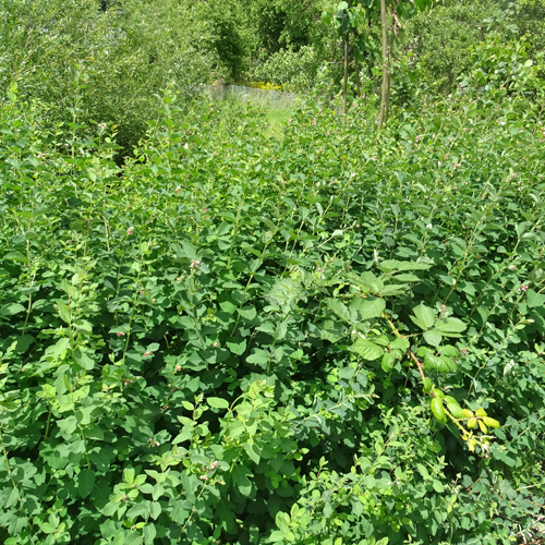 Schneebeere / Symphoricarpos albus