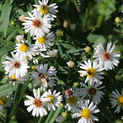 Weiden-Aster / Aster x salignus