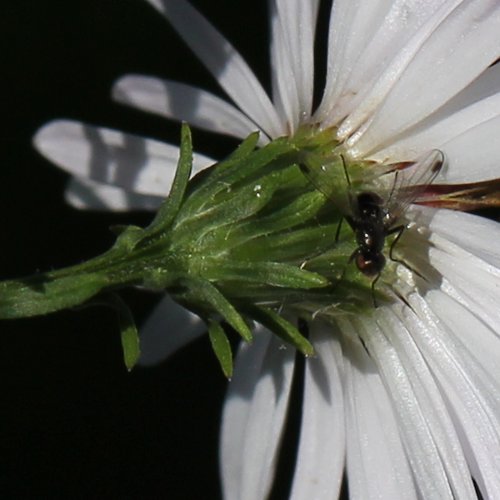 Weiden-Aster / Aster x salignus