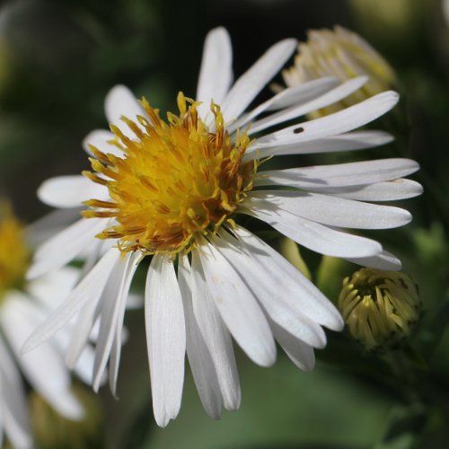 Weiden-Aster / Aster x salignus