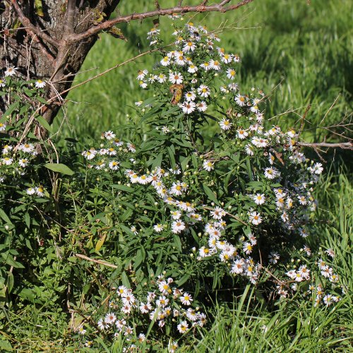 Weiden-Aster / Aster x salignus