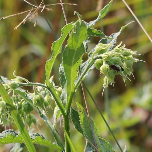 Echte Wallwurz / Symphytum officinale