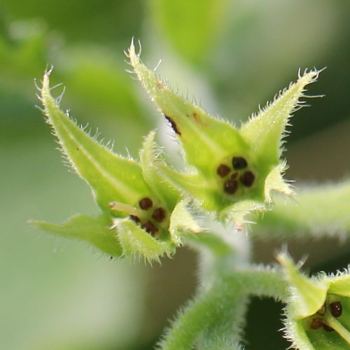 Echte Wallwurz / Symphytum officinale