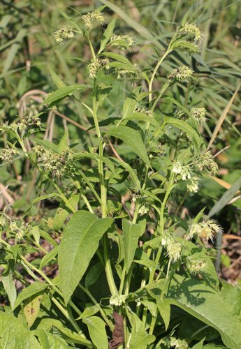 Echte Wallwurz / Symphytum officinale