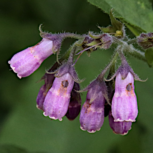 Echte Wallwurz / Symphytum officinale