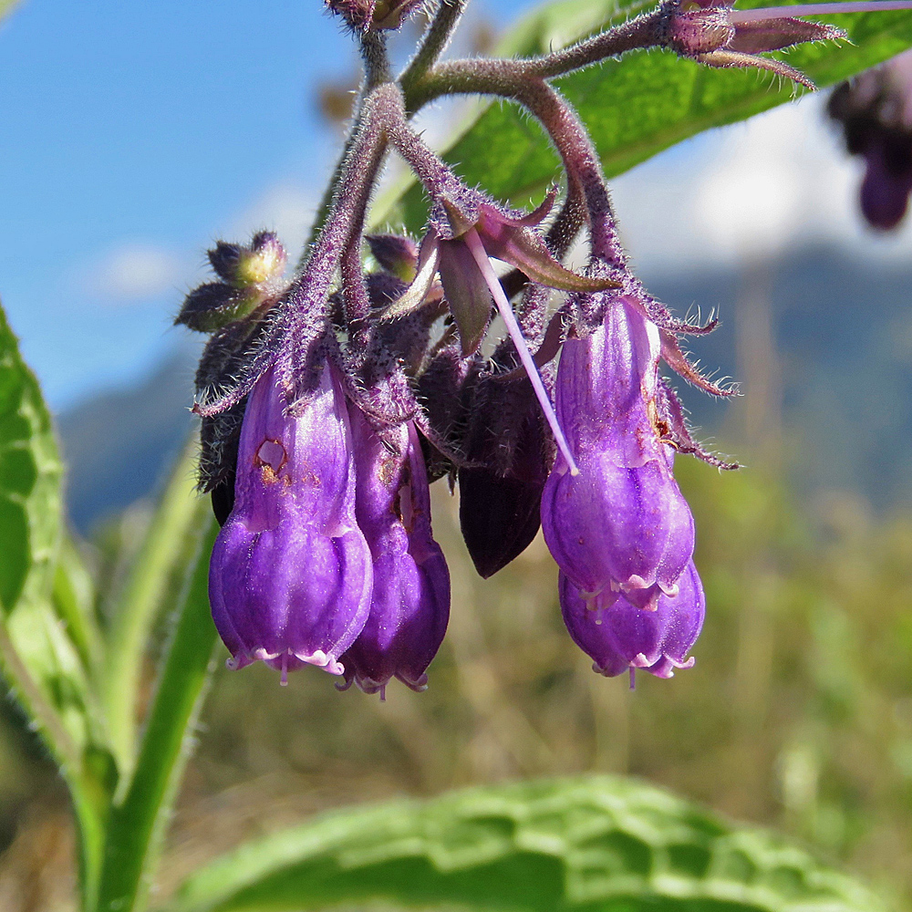 Echte Wallwurz / Symphytum officinale