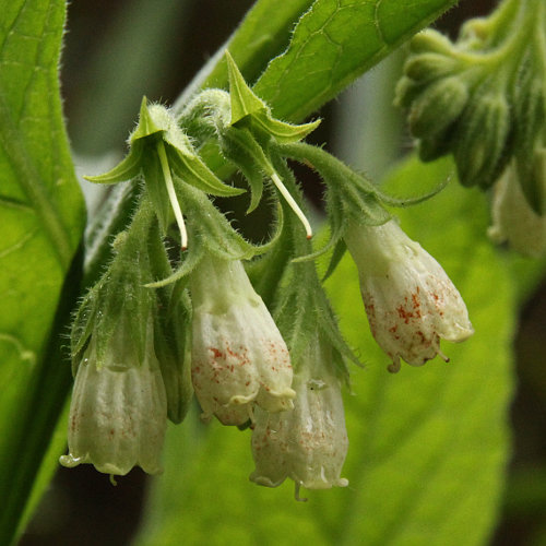 Echte Wallwurz / Symphytum officinale