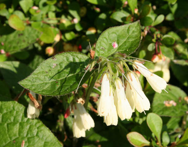 Knotige Wallwurz / Symphytum tuberosum