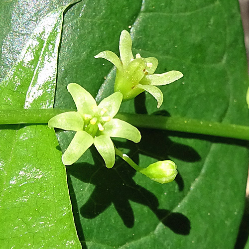 Schmerwurz / Tamus communis