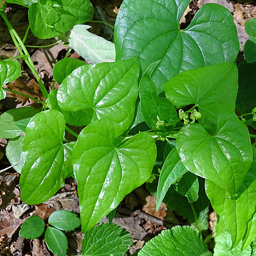 Schmerwurz / Tamus communis