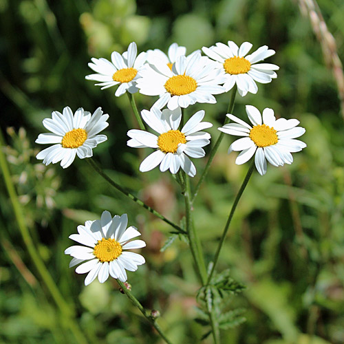 Straussblütige Margerite / Tanacetum corymbosum