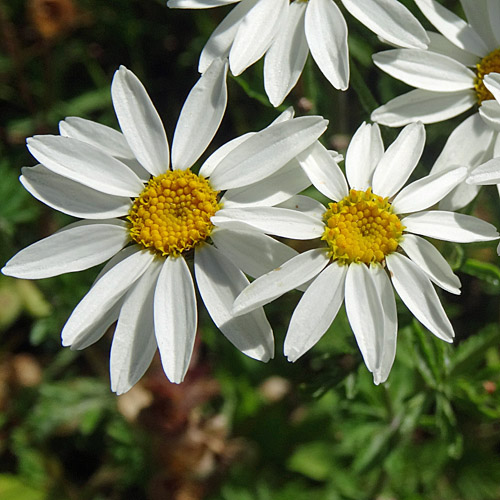 Straussblütige Margerite / Tanacetum corymbosum