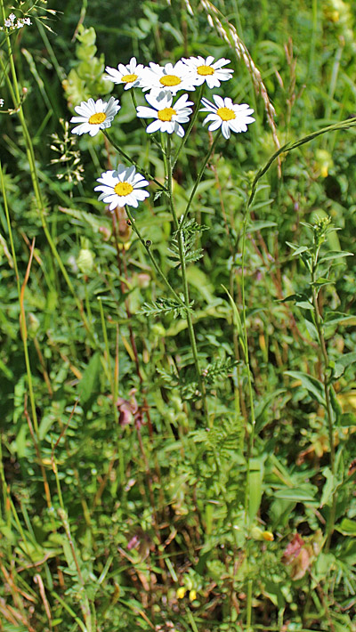 Straussblütige Margerite / Tanacetum corymbosum