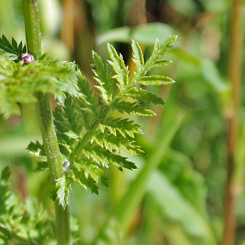 Straussblütige Margerite / Tanacetum corymbosum