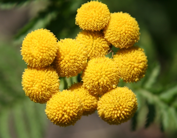 Rainfarn / Tanacetum vulgare