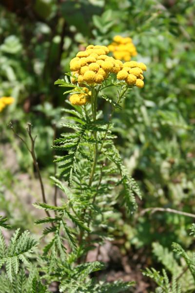 Rainfarn / Tanacetum vulgare