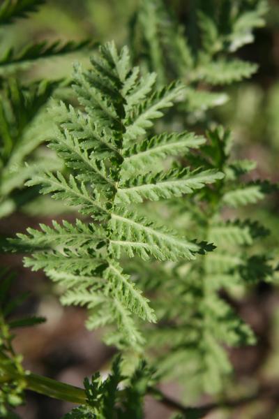 Rainfarn / Tanacetum vulgare