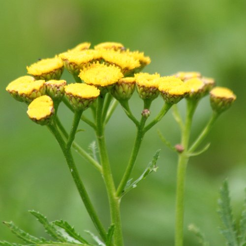 Rainfarn / Tanacetum vulgare