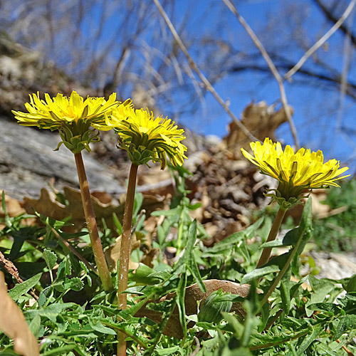 Glatter Löwenzahn / Taraxacum laevigatum aggr.