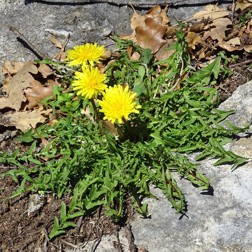 Glatter Löwenzahn / Taraxacum laevigatum aggr.