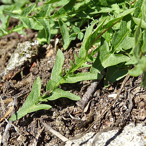 Glatter Löwenzahn / Taraxacum laevigatum aggr.