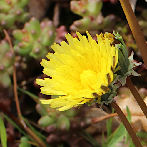 Glatter Löwenzahn / Taraxacum laevigatum aggr.