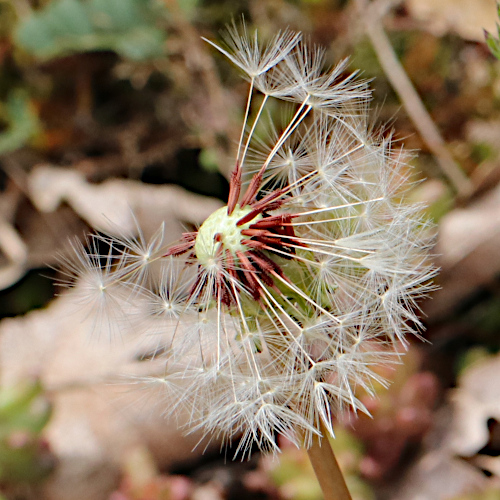 Glatter Löwenzahn / Taraxacum laevigatum aggr.