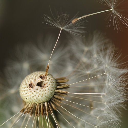 Gewöhnlicher Löwenzahn / Taraxacum officinale