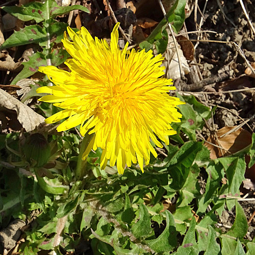 Gewöhnlicher Löwenzahn / Taraxacum officinale