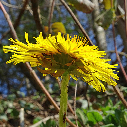 Gewöhnlicher Löwenzahn / Taraxacum officinale