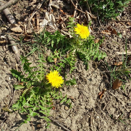 Gewöhnlicher Löwenzahn / Taraxacum officinale