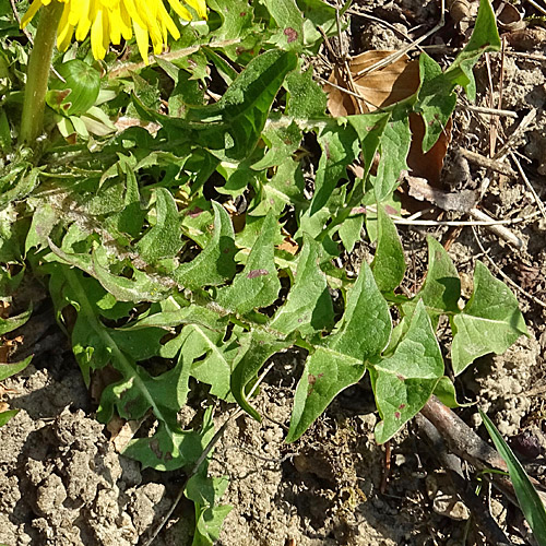 Gewöhnlicher Löwenzahn / Taraxacum officinale