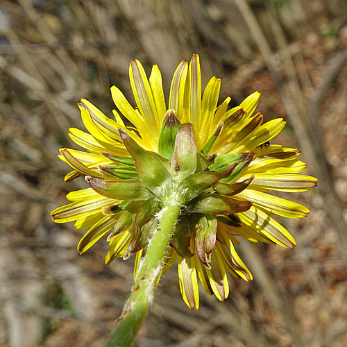 Gewöhnlicher Löwenzahn / Taraxacum officinale