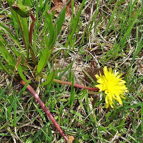 Sumpf-Löwenzahn / Taraxacum palustre aggr.