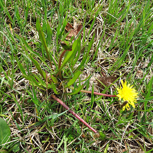 Sumpf-Löwenzahn / Taraxacum palustre aggr.