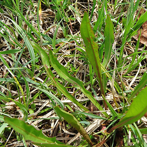 Sumpf-Löwenzahn / Taraxacum palustre aggr.