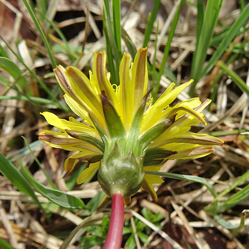 Sumpf-Löwenzahn / Taraxacum palustre aggr.